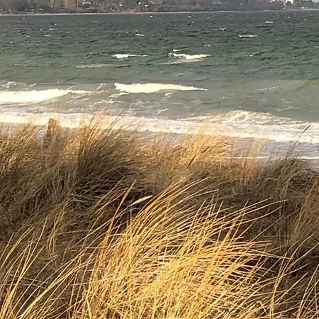 Ostseekrabbe